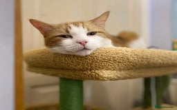 Domestic Shorthair cats for adoption: Jason & Pammy, 6 month old female & 8 yr old male - Image 2