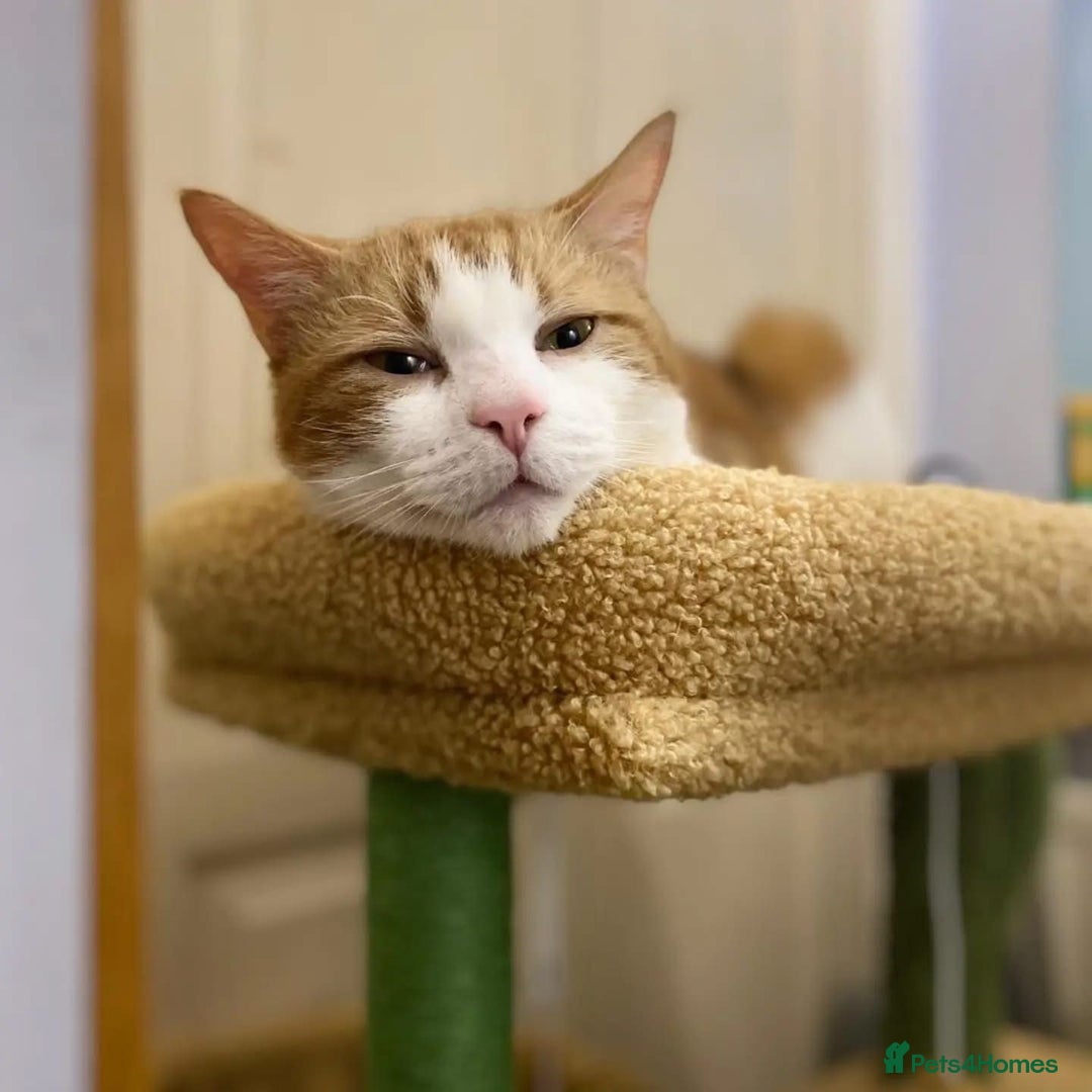 Domestic Shorthair cats for adoption: Jason & Pammy, 6 month old female & 8 yr old male - Image 2