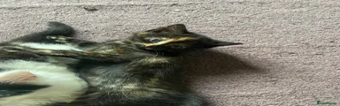 British Longhair Kitten 4