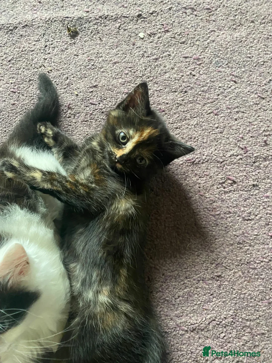 British Longhair cats for sale: Beautiful kittens  - Advert 1