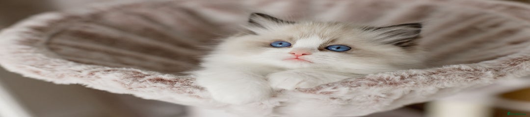 Ragdoll Kitten 3