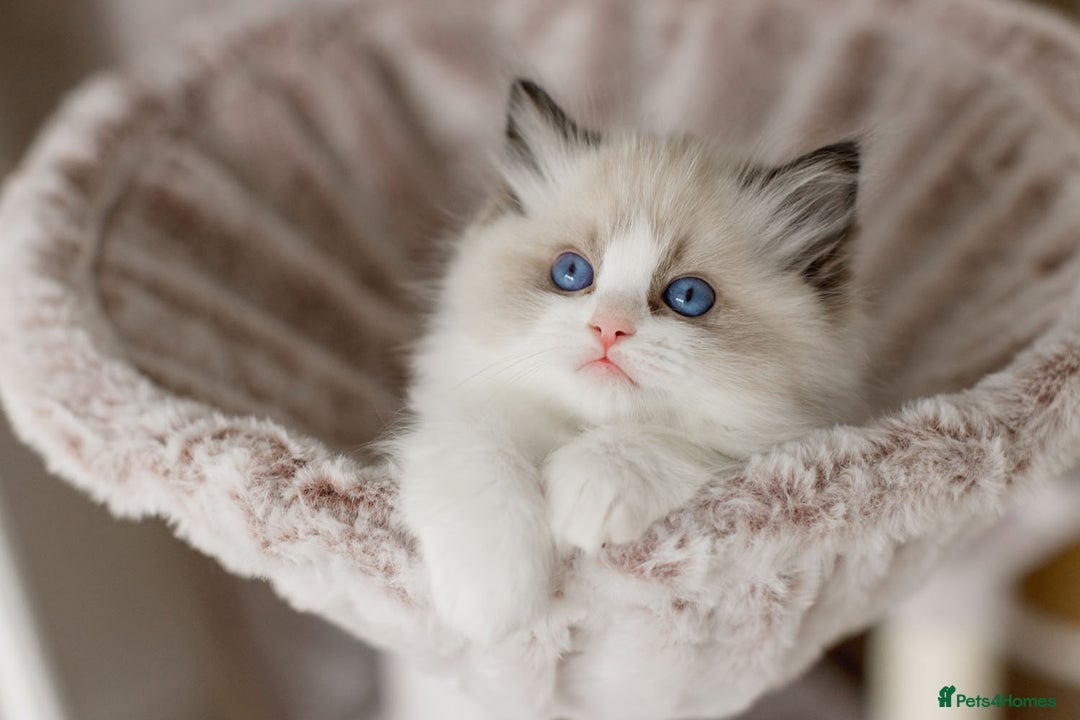 Ragdoll cats for sale: Amazing Ragdoll kittens - Image 21