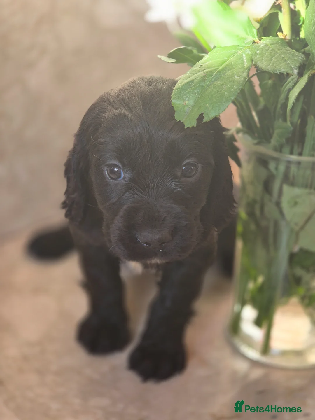 Cocker Spaniel dogs for sale: Working type cocker spaniels  - Advert 2