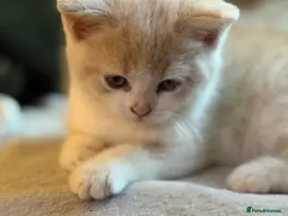 British Shorthair cats Only One Left Handsome BSH Kittens - Advert 7