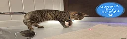 Scottish Fold cats for sale: 🐾 Beautiful Scottish Fold & Scottish Straight🐾 - Advert 8