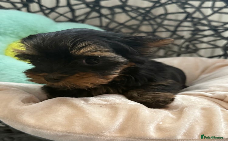 Yorkshire Terrier dogs - Advert 4
