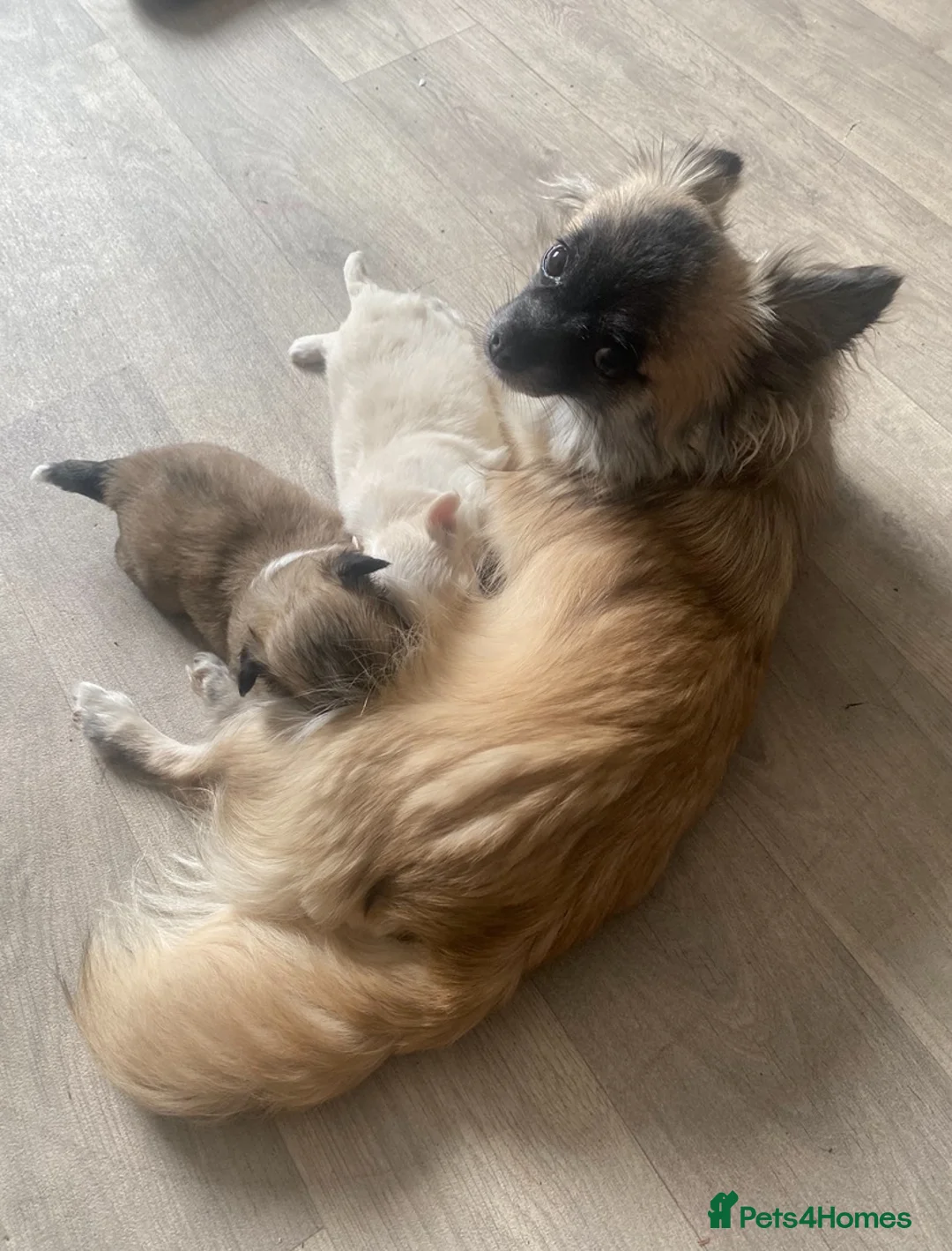 Pomchi dogs for sale: Gorgeous blonde male Pom-Chi puppy  - Advert 2
