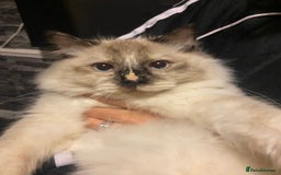 Ragdoll cats for sale: 2 Year old Ragdoll  - Image 2