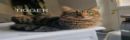 Mixed Breed cats for adoption: SOCKS AND TIGGER - Advert 5
