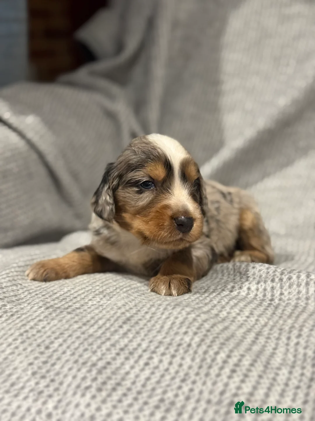 Mixed Breed dogs for sale: Stunning coloured cocker x collie puppies  - Advert 5