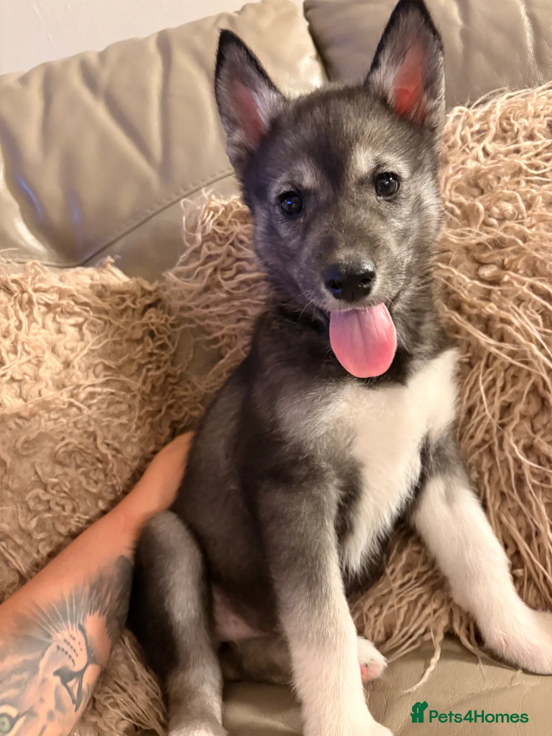 Utonagan dogs for sale: Alaskan malamute x Siberian husky - Advert 2