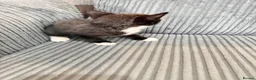 Mixed Breed cats for sale: Kittens - Advert 13