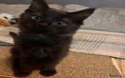 Ragdoll cats for sale: 🐈‍⬛ Beautiful majestic black kittens 🐈‍⬛ - Image 2