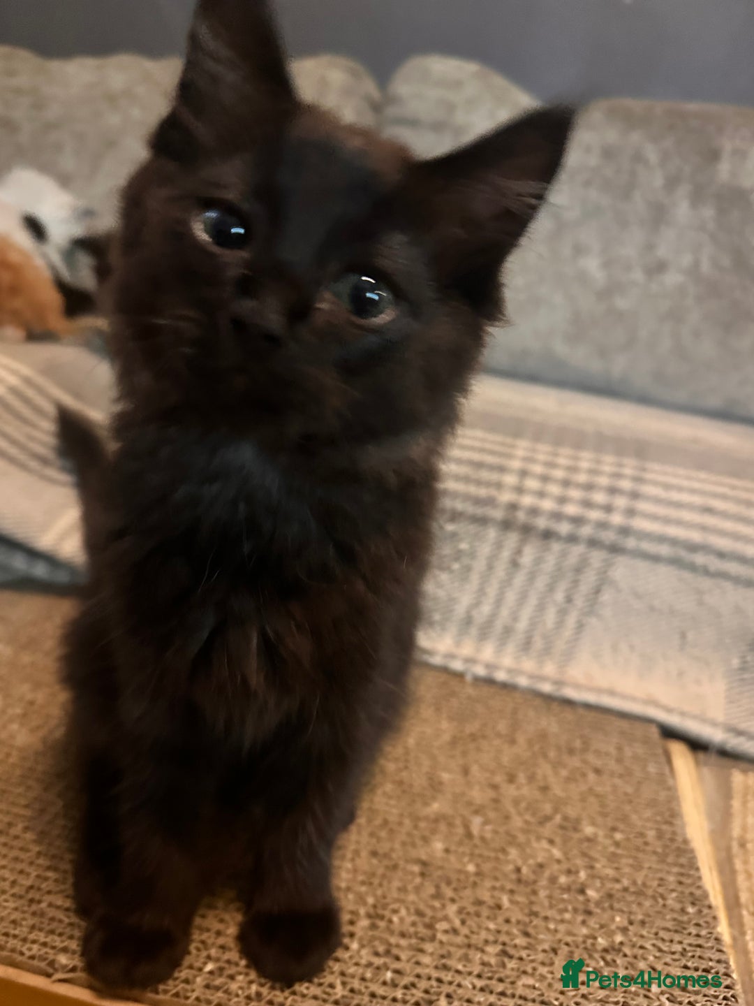 Ragdoll cats for sale: 🐈‍⬛ Beautiful majestic black kittens 🐈‍⬛ - Image 2