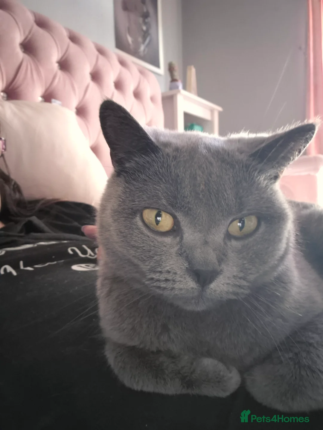 British Shorthair cats for sale: Beautiful - Advert 4