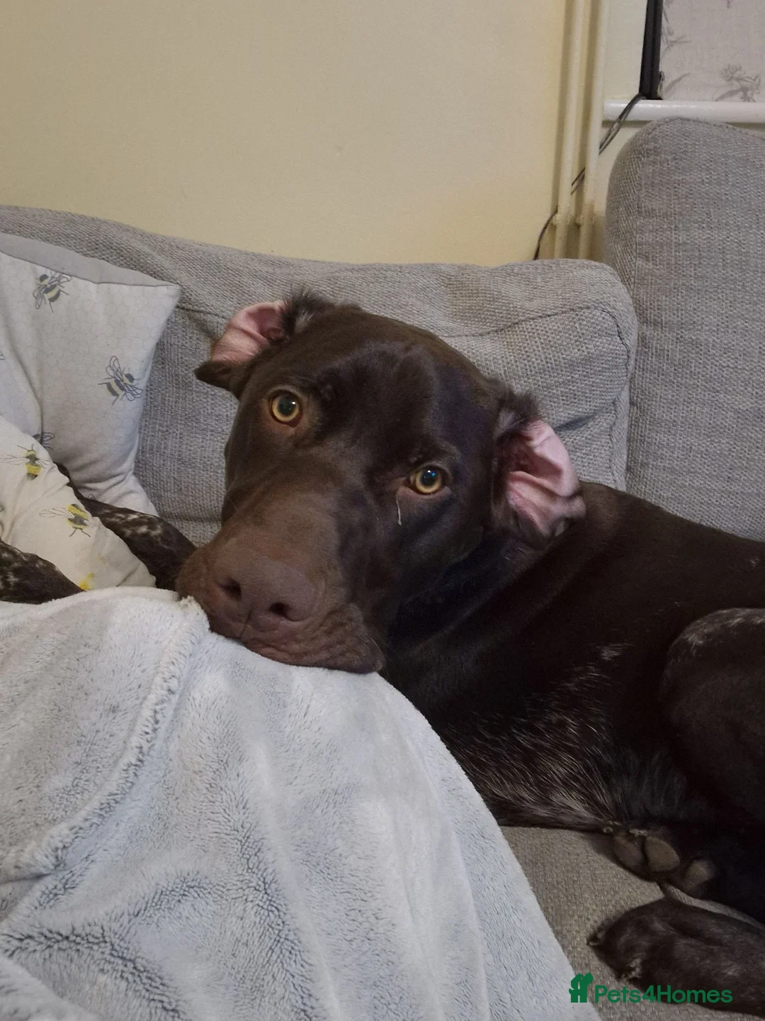 German Shorthaired Pointer dogs for sale: Our German Short Haired Pointer! - Advert 5