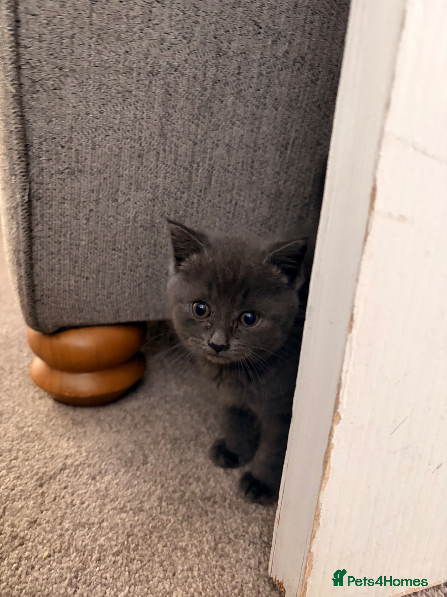 British Shorthair cats BSH kittens Ready Now - Advert 1