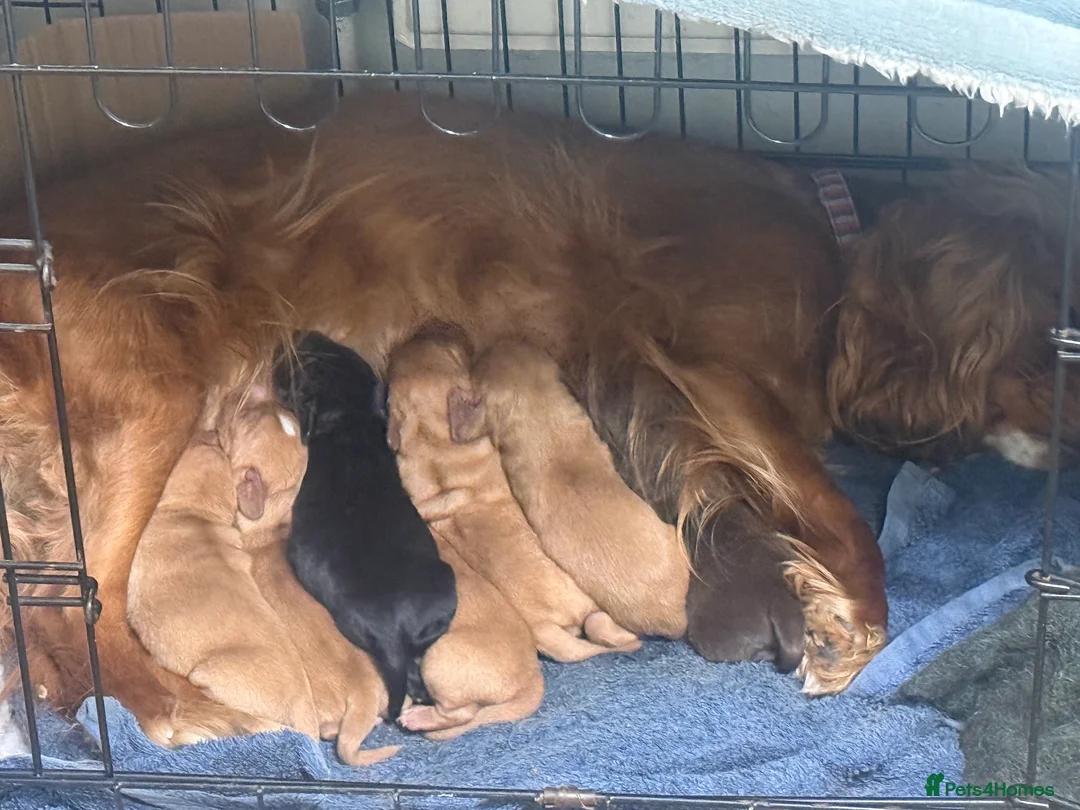 Mixed Breed dogs for sale: Cockalier (King Charles Spaniel) X Dachshund Cross - Advert 4
