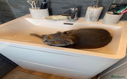 British Shorthair cats for sale: Beautiful British cat  - Image 23
