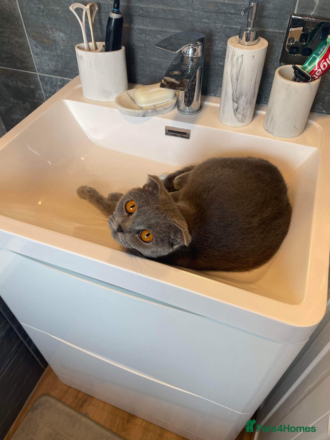 British Shorthair cats for sale: Beautiful British cat  - Image 23