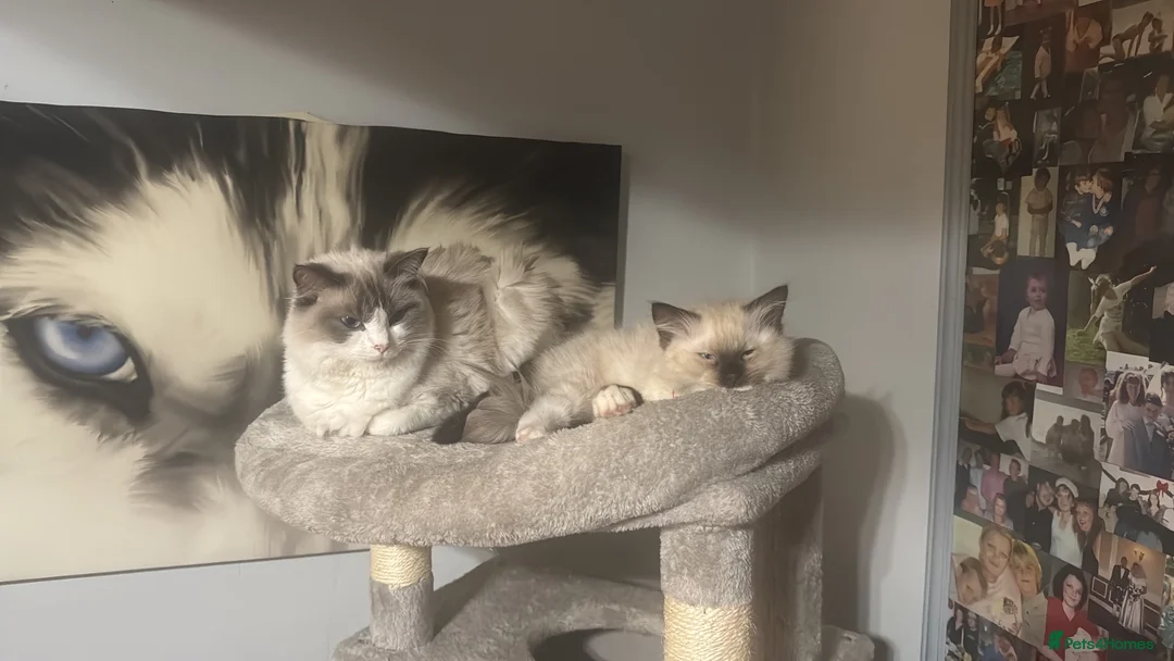 Ragdoll cats for sale: Ragdoll kittens - Advert 13