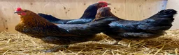 Chickens poultry for sale: Black Copper Marans  - Advert 7