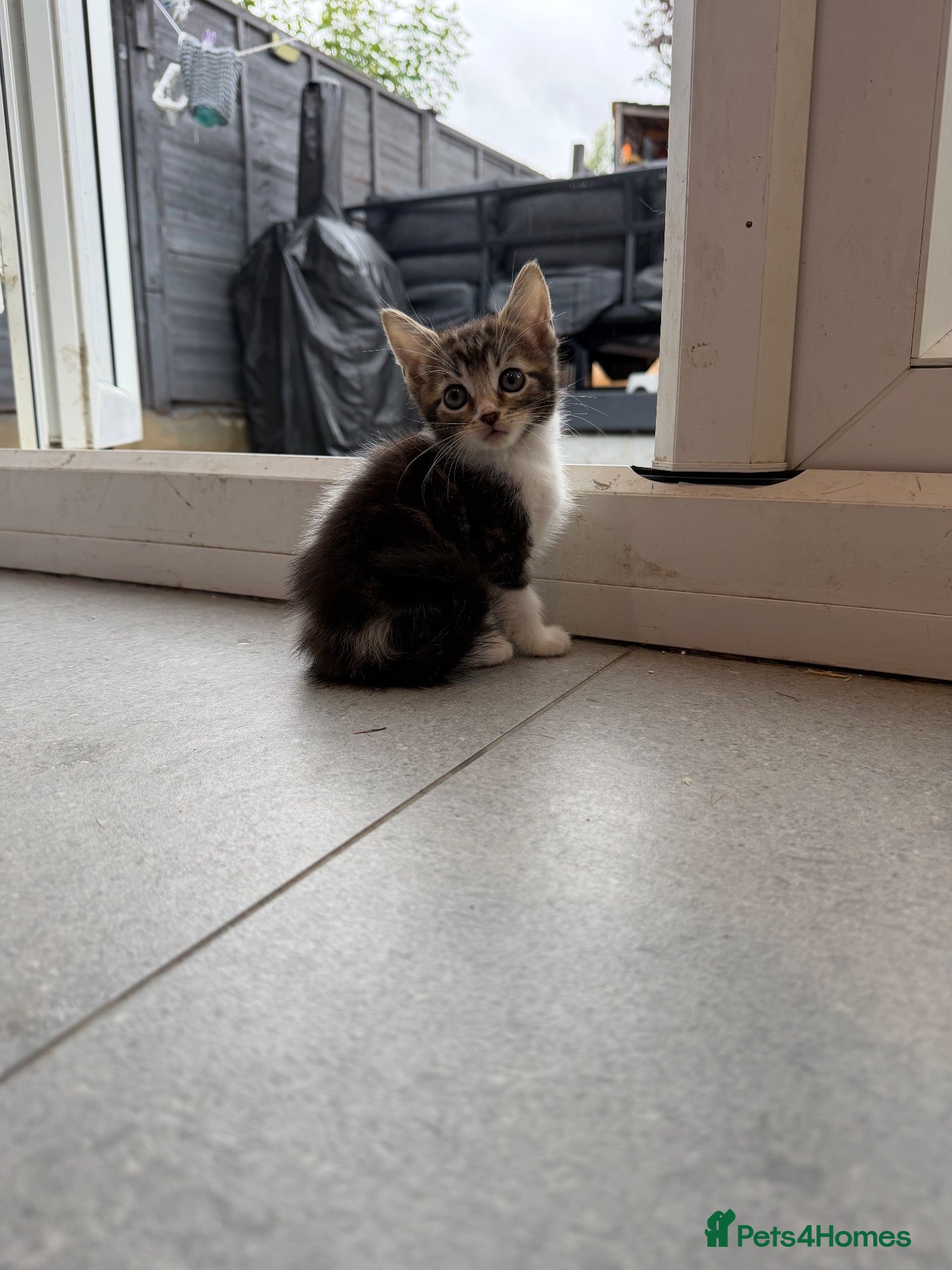 British Shorthair cats READY NOW - Advert 1