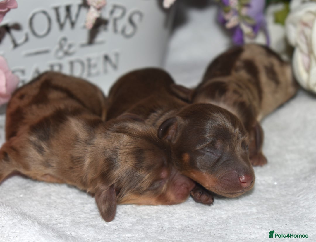 Miniature Dachshund dogs for sale: KC Long Coat Miniature Dachshund Puppies - Image 4