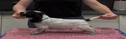 Cocker Spaniel dogs for sale: Show Cocker Show Quality DNA Tested Parents  - Advert 22