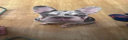 French Bulldog dogs for sale: For sale in Southampton - Advert 7