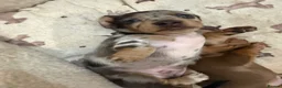 Miniature Dachshund dogs for sale: EXTREME CUTENESS! MINIATURE DACHSHUND PUPPIES ❤️🤍 - Advert 10