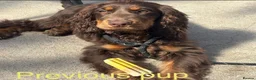 Cocker Spaniel dogs for sale: Stunning cocker pups excellent health testing  - Advert 10