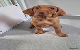 Hungarian Vizsla dogs for sale: All puppies now reserved/rehomed  - Image 13