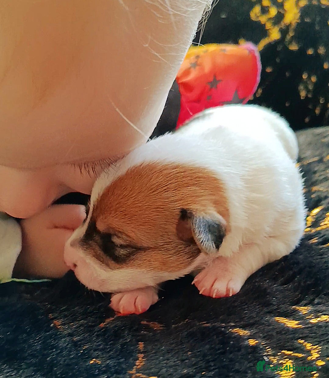Jack Russell dogs for sale: 🤎🐶 Adorable Jack Russell Terrier Puppies✨ - Advert 12