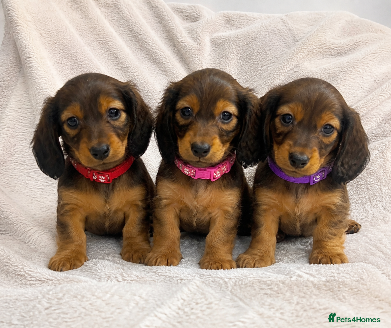 Miniature Dachshund dogs Miniature Dachshund Longhaired Ready to Leave - Advert 9