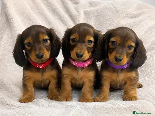 Miniature Dachshund dogs Miniature Dachshund Longhaired Ready to Leave - Advert 2