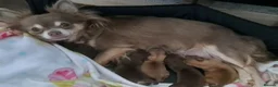 Chihuahua dogs for sale: Long coated Chihuahua  - Advert 1