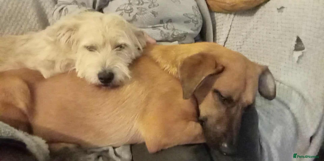 Mixed Breed dogs for adoption: Hope seeking forever home - Image 3