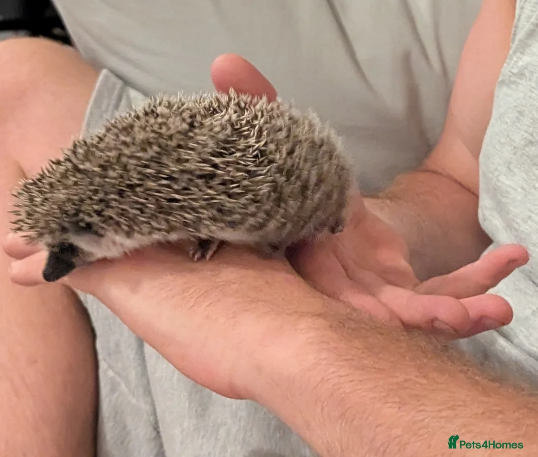 Pygmy Hedgehog rodents for sale: Pygmy hedgehog  - Advert 3