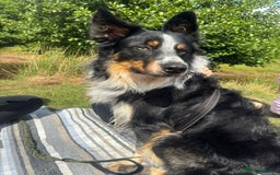 Border Collie dogs for stud: *STUD* Merlin - Image 5