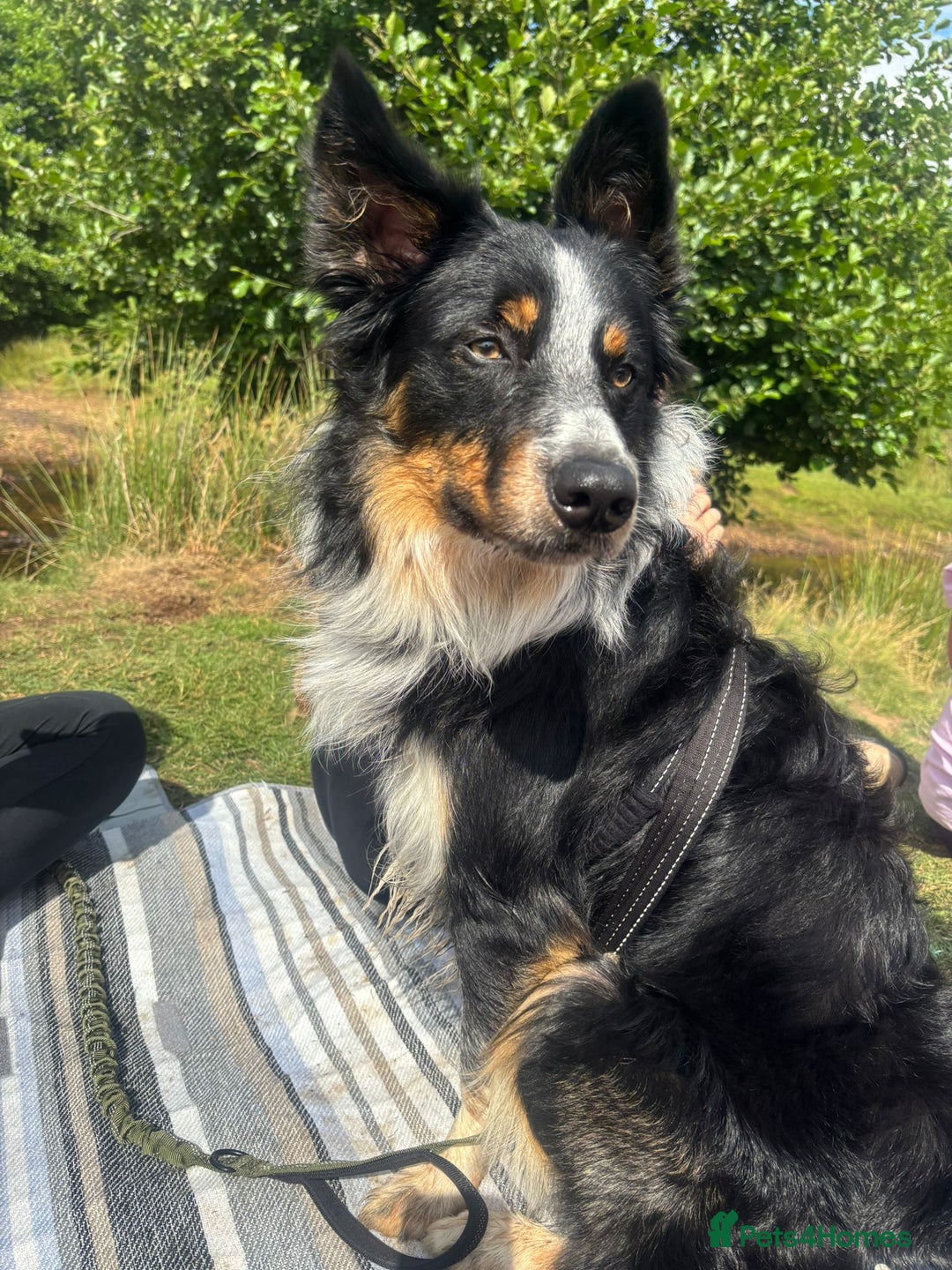 Border Collie dogs for stud: *STUD* Merlin - Image 5