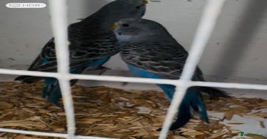 Budgerigars birds - Advert 1