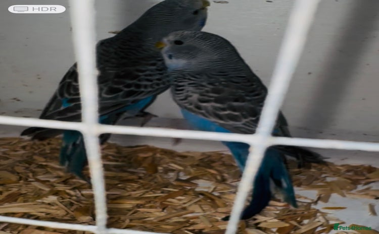 Budgerigars birds - Advert 10