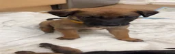 Mixed Breed dogs for sale: Mali x greyhound puppies in Bishop Auckland - Advert 6