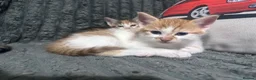 Mixed Breed cats for sale: 2 Male and 1 Female Kitten. - Advert 5