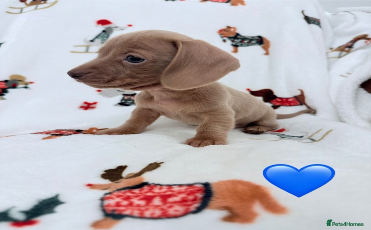 Miniature Dachshund dogs Beautiful Mini Dachshunds Pups 5 Star ⭐ Licensed - Advert 5