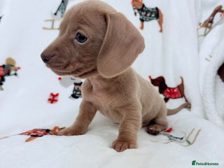 Miniature Dachshund dogs Beautiful Mini Dachshunds Pups 5 Star ⭐ Licensed - Advert 17