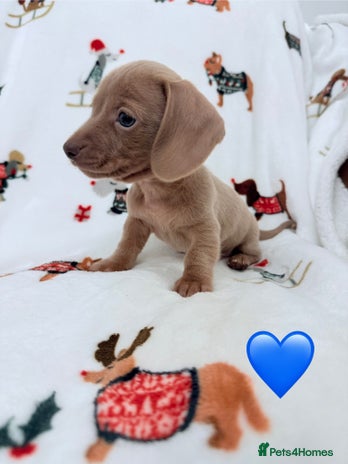 Miniature Dachshund dogs Beautiful Mini Dachshunds Pups 5 Star ⭐ Licensed - Advert 6