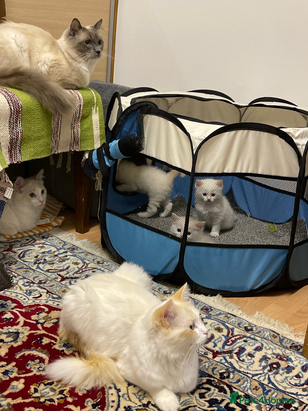 Ragdoll cats for sale: DoB:18/7/25& 14/11/25 Ragdoll Kittens Purebred - Advert 26