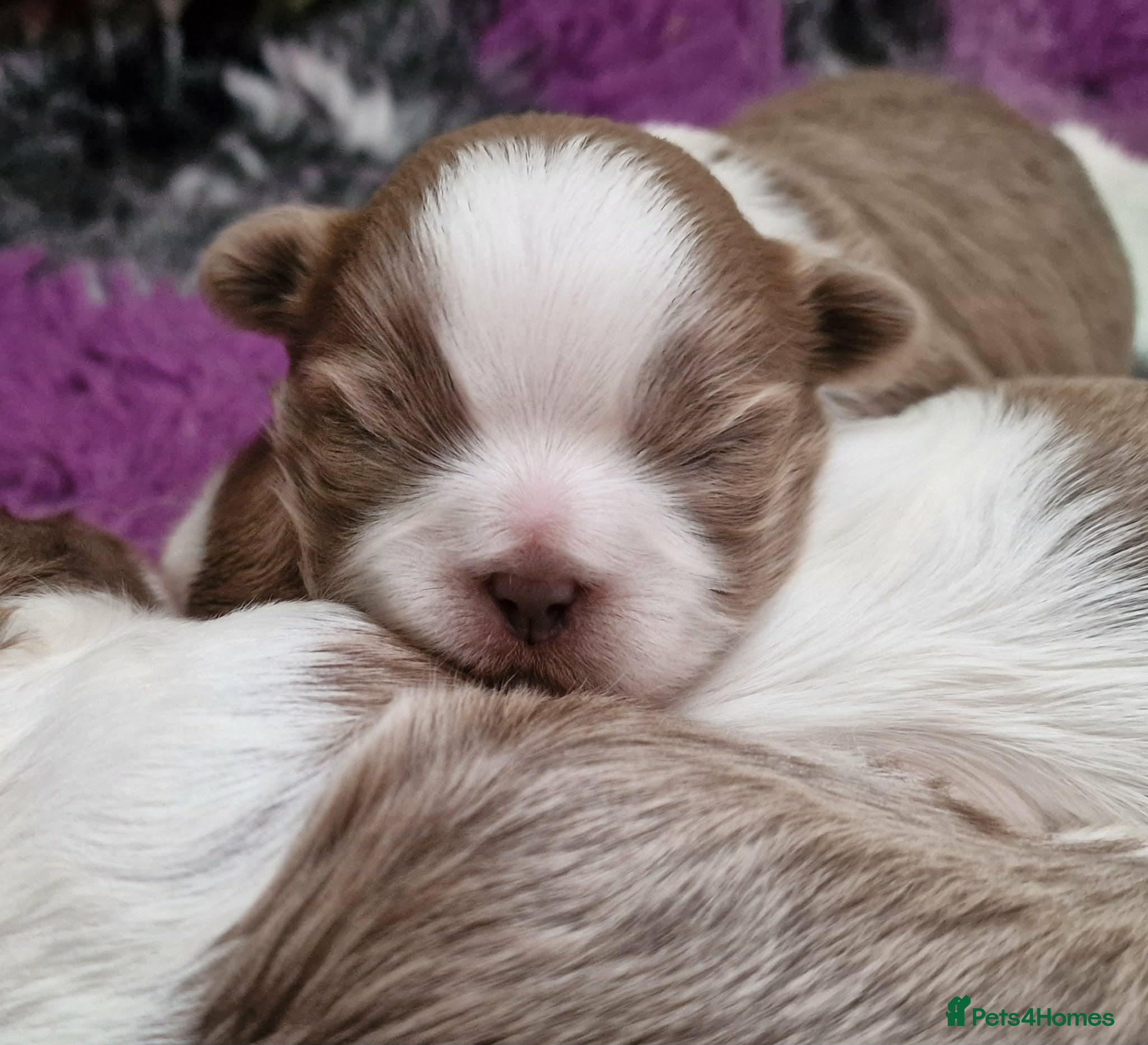 Shihpoo dogs Lilac F1 Quality Shihpoo - Advert 13